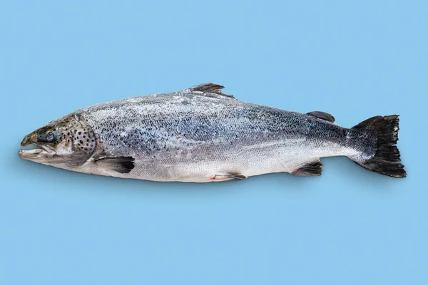 Цілий сирий неочищений лосось ізольований на синьому фоні — стокове фото