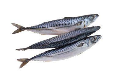 Beyaz izole dondurulmuş uskumru üst görünümü