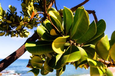 Yeşil bitki yapraklarına yakın çekim. Botanik. Vahşi yaşam.