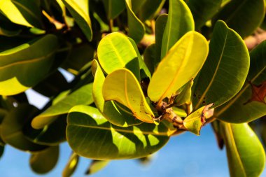 Yeşil bitki ve yaprakları mavi gökyüzüne yakın çekim. Güneşli bir gün. Botanik. Yaşayan doğa.