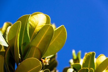 Yeşil bitki ve yaprakları mavi gökyüzüne yakın çekim. Güneşli bir gün. Botanik. Yaşayan doğa.