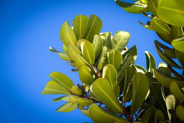 Yeşil bitki ve yaprakları mavi gökyüzüne yakın çekim. Güneşli bir gün. Botanik. Yaşayan doğa.