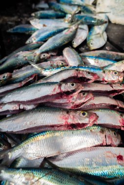 Satılık ahşap bir iskeleye yerleştirilmiş gümüş mavisi sardalyaların alçak açılı görüntüsü. Taze deniz ürünleri.. 