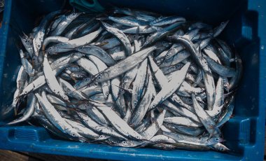 Düzinelerce iğne balığı satılık plastik bir sepetin içinde. Deniz ürünleri.. 
