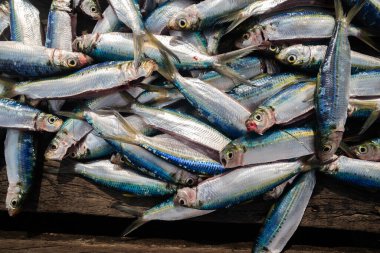 Bir sürü taze balık yakaladım. Taze balık. Tahta bir iskelede sergilenen sardalyalar. Deniz ürünleri.. 
