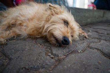 Bir sokak köpeği kameraya bakarak yerde yatıyor. Evsiz kedi