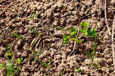 Grass genç yeşil ateş dışarı gel yerden erken ilkbaharda
