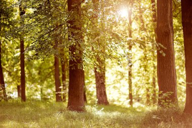Akşam ormanında güzel doğa.