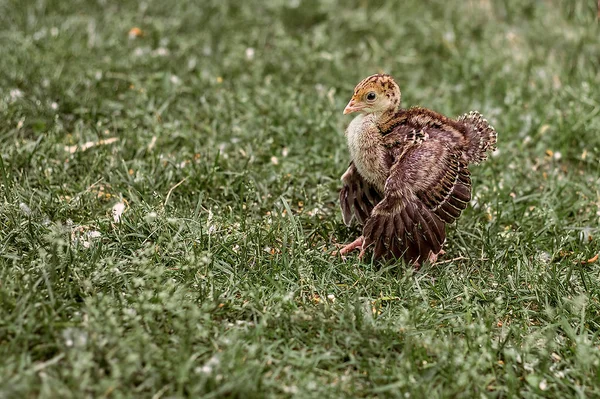 Cute little turkey bird walking on the grass.