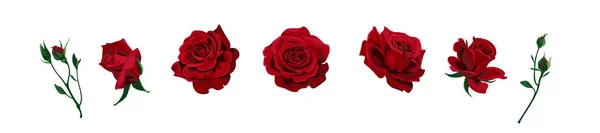 Свадебный пригласительный билет Vector Roses для оформления 01 Лицензионные Стоковые Векторы