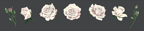 Trandafiri vectoriali Card de invitație de nuntă pentru design 01 Ilustrații de stoc fără drepturi de autor