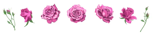 Trandafiri vectoriali Card de invitație de nuntă pentru design 01 Grafică vectorială