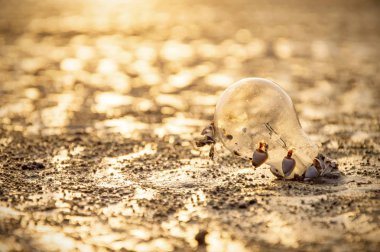 Sahilde gün batımlı parlak bir ampul