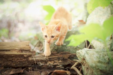 Bahçede yürüyen küçük bir kedi