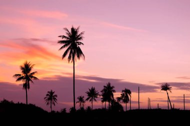 Hindistan cevizi ağacı alacakaranlık gökyüzü ile silüeti