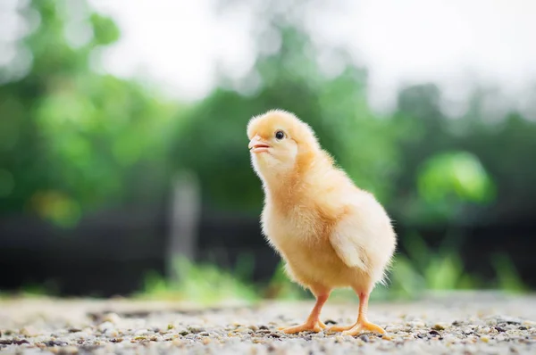 Poco Pollo Jardín — Foto de Stock