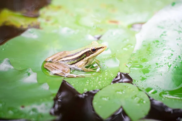 Green frog (green paddy frog) sitting on lotut leaf  in a pond