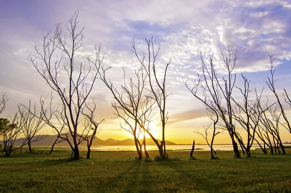 View Tree Branches Sunlight — Fotografia de Stock