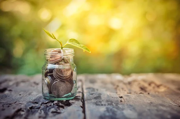 Ahşap arka plan üzerinde sikke tasarruf büyüyen bitki