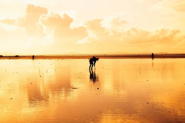Silhueta Homem Encontrar Concha Mar Pôr Sol — Fotografia de Stock