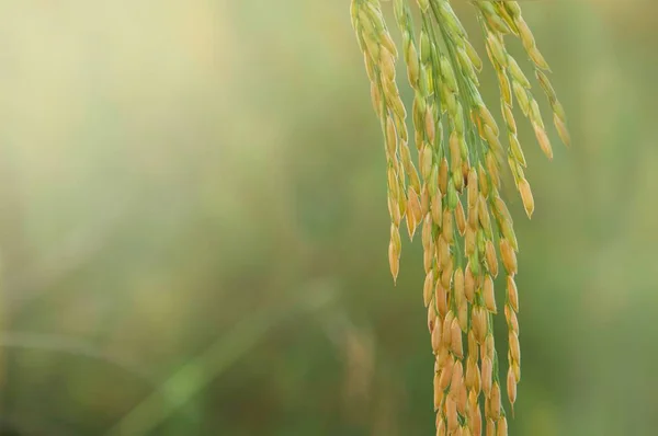 Ryżu Niełuskanego Ryżu Pola Bliska — Zdjęcie stockowe