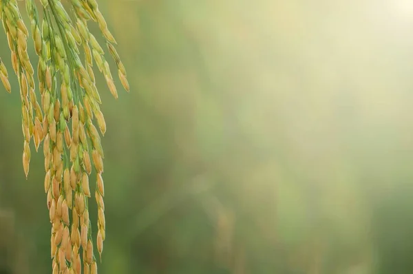 클로즈업 — 스톡 사진