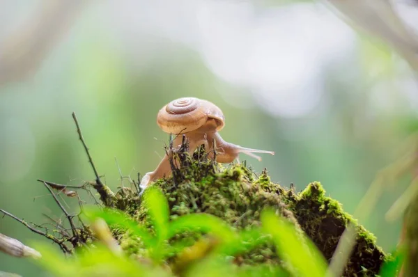 Snail Crawling Old Wood Moss Garden — Fotografia de Stock