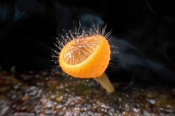 Verschwommene Orange Champagner Pilz Mit Bokeh Licht Hintergrund — Stockfoto