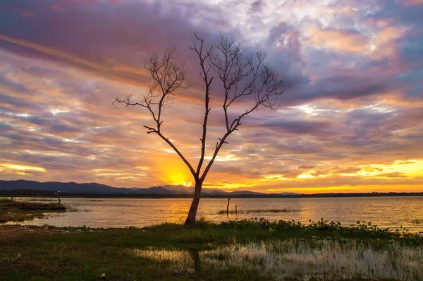 Vista Galho Árvore Com Nascer Sol Pela Manhã — Fotografia de Stock