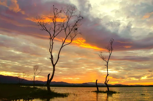 View Tree Branch Sunrise Morning — Stock Photo, Image