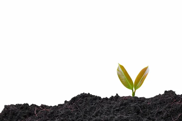 Close Growing Young Plant Soil White Background – stockfoto