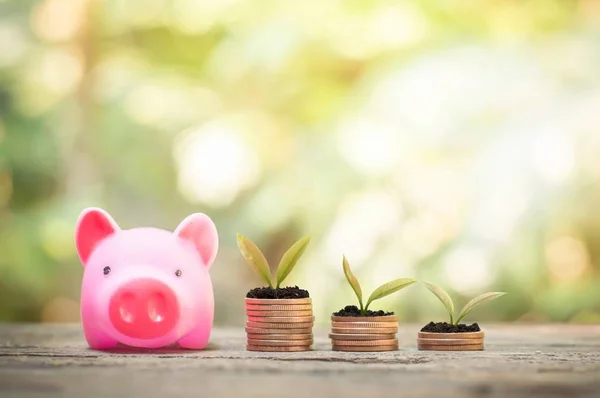 Pembe domuz kumbarası ve işletme yatırımı veya tasarruf konsepti için büyüyen bitkilerle dolu bozuk paralar.