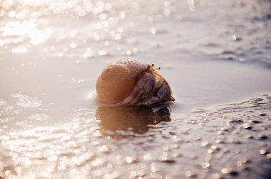Münzevi bok üstünde kum plaj