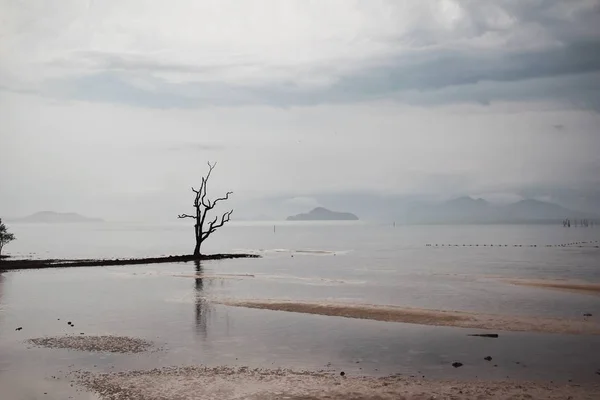 Vista Árvore Sozinha Lago — Fotografia de Stock