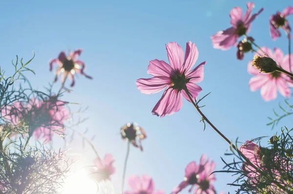 Fondo Borroso Cosmos Rosados Con Luz Solar Jardín —  Fotos de Stock