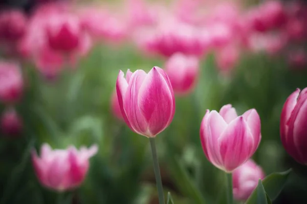 Tulipa Rosa Jardim — Fotografia de Stock