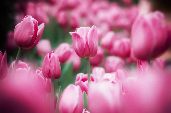 Tulipa Rosa Jardim — Fotografia de Stock