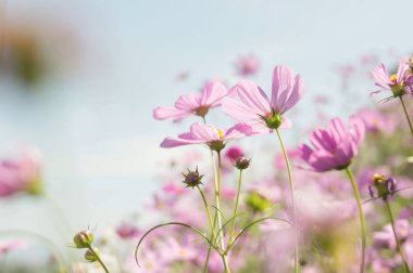 Bahçede güneş ışığı ile pembe evrenin bulanık arka plan