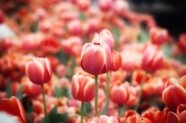 Close Tulipa Laranja Jardim — Fotografia de Stock
