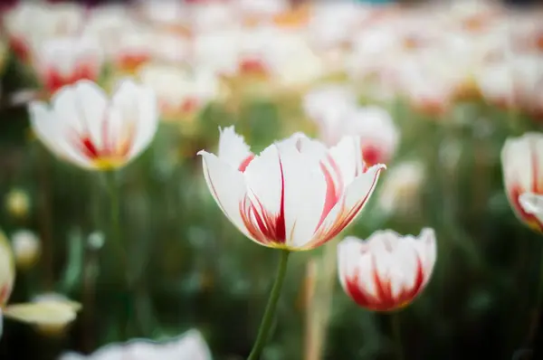 Закрыть Белый Тюльпан Саду — стоковое фото