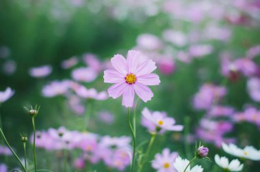 Bahçede pembe kozmos çiçeği