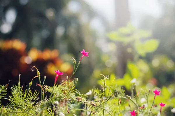 doğal arka plan ile çiçek