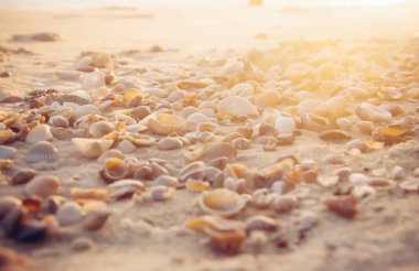 Seashell sahilde günbatımı Zamanı