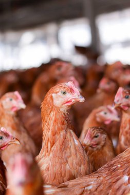 Tavuk çiftliğindeki kahverengi tavuğu kapat.
