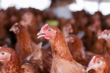 Tavuk çiftliğindeki kahverengi tavuğu kapat.