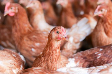Tavuk çiftliğinde bir sürü kahverengi tavuk var.