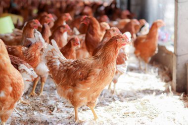 Tavuk çiftliğinde bir sürü kahverengi tavuk var.