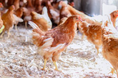 Tavuk çiftliğinde bir sürü kahverengi tavuk var.