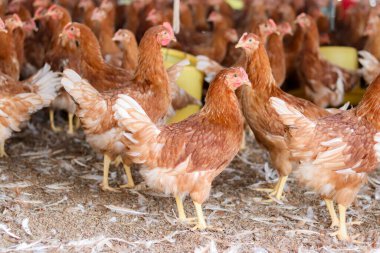 Tavuk çiftliğinde bir sürü kahverengi tavuk var.