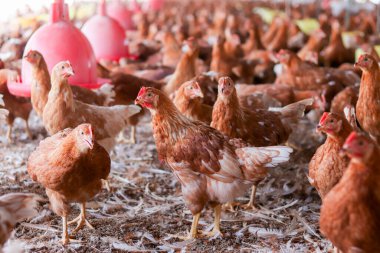 Tavuk çiftliğinde bir sürü kahverengi tavuk var.